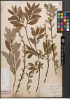 Foto von Salix caprea L. x Salix purpurea L.